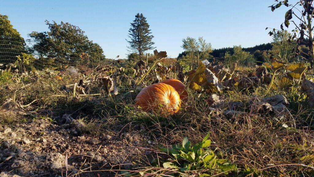 Pumpkin in Garden