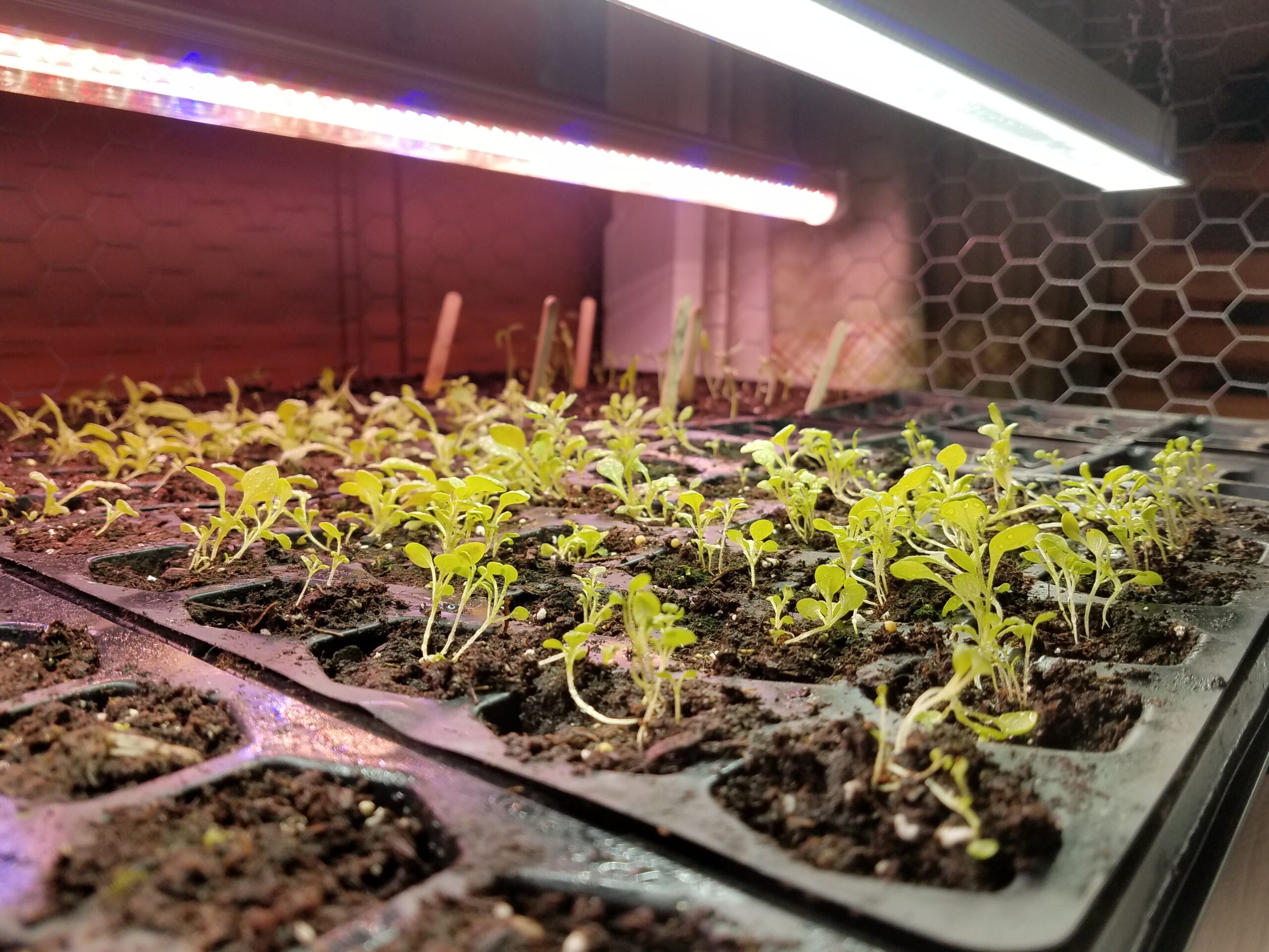 Building a Cat Proof Grow Light Stand