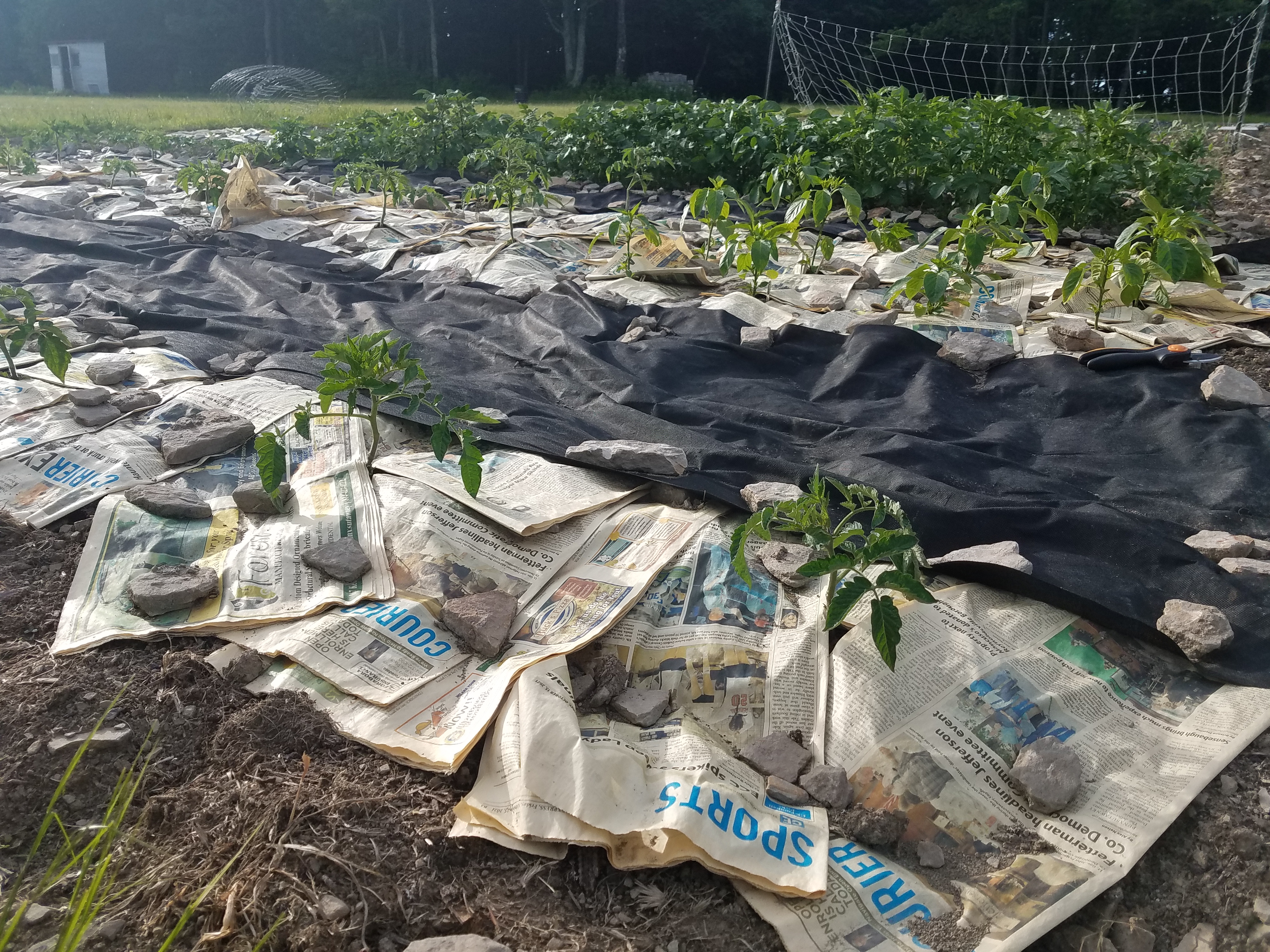 Newspaper and Landscape Fabric in the garden