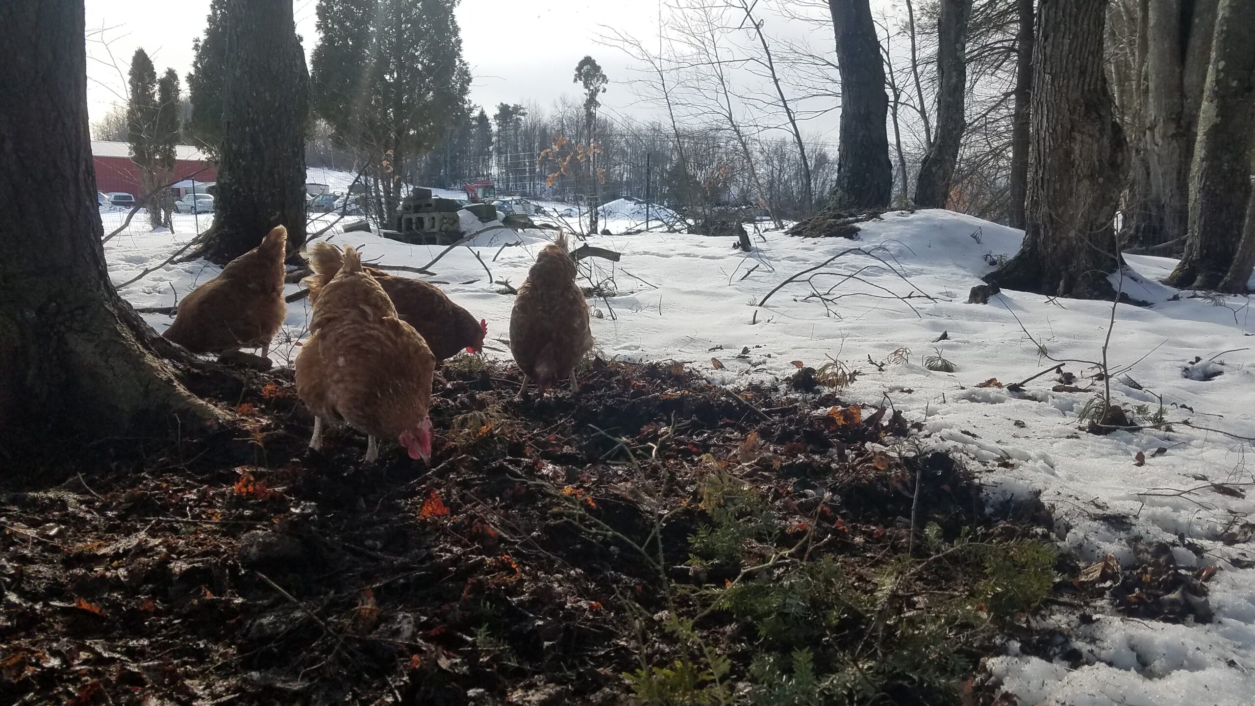 Caring for Chickens and Ducks in the Cold