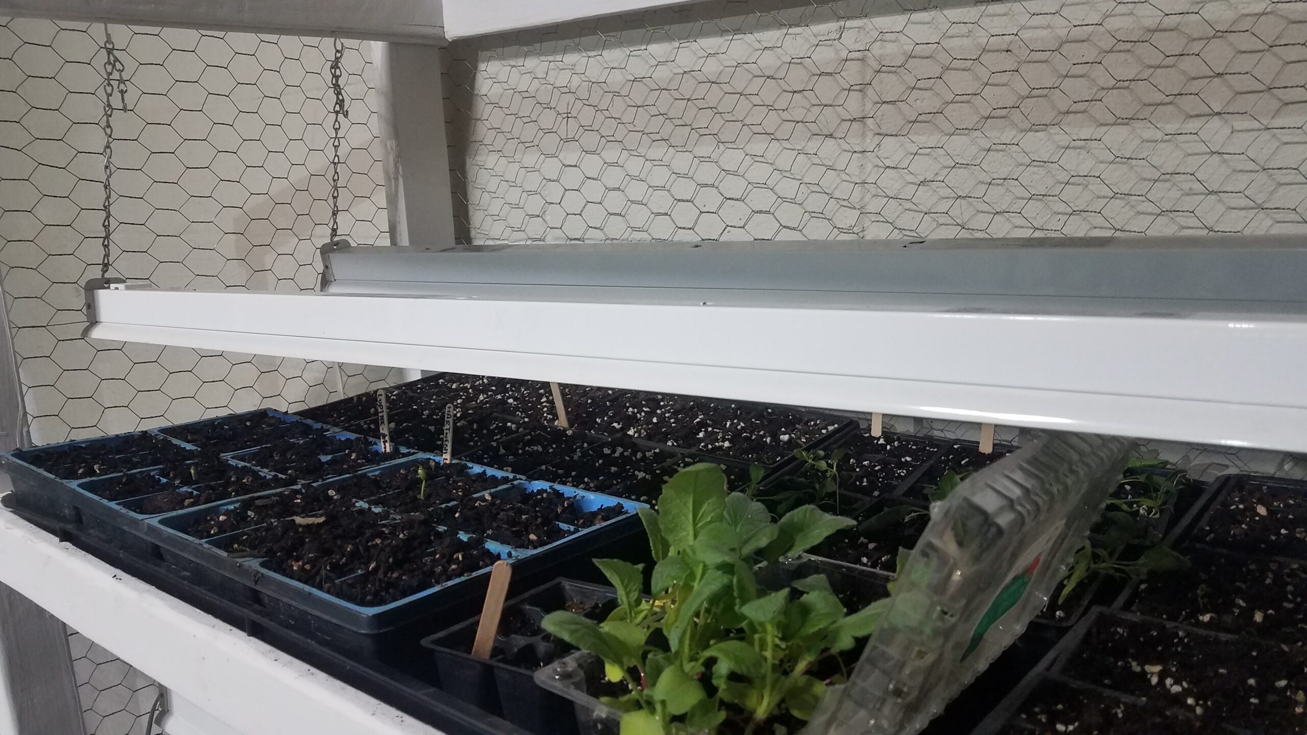 Seed Starting: How to Start Seeds Indoors