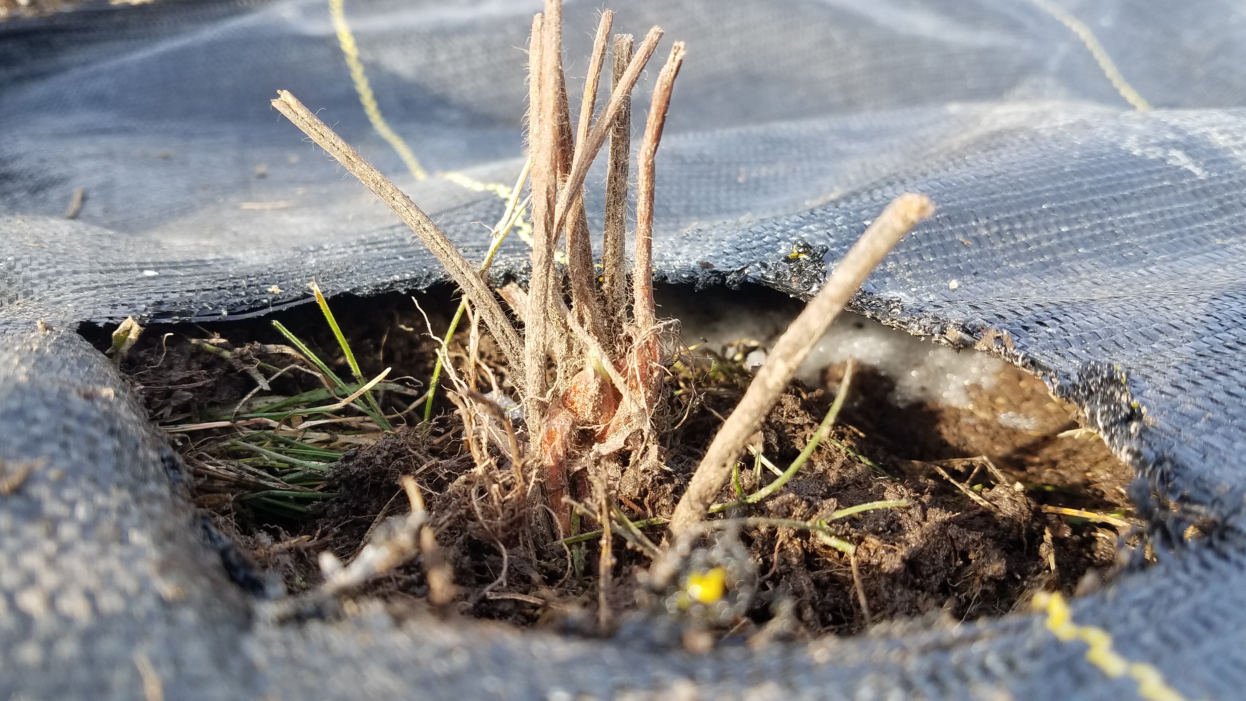 Planting Bare Root Strawberries in Landscape Fabric