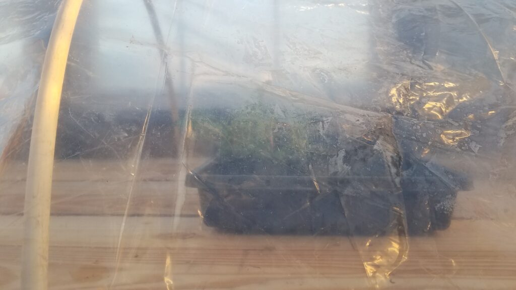 Potting Up Snapdragons and Moving to an Unheated Greenhouse