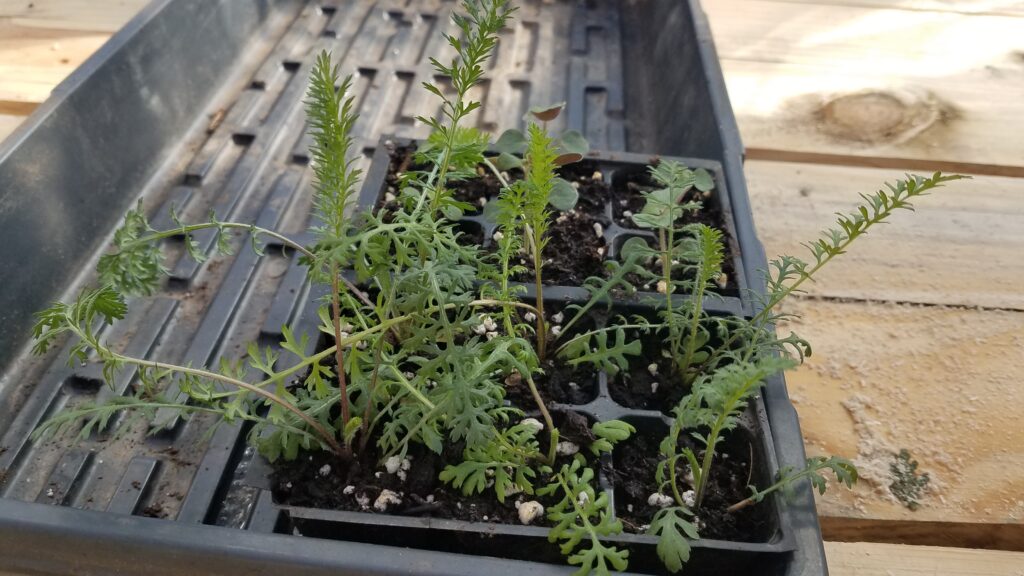Potting Up Snapdragons and Moving to an Unheated Greenhouse