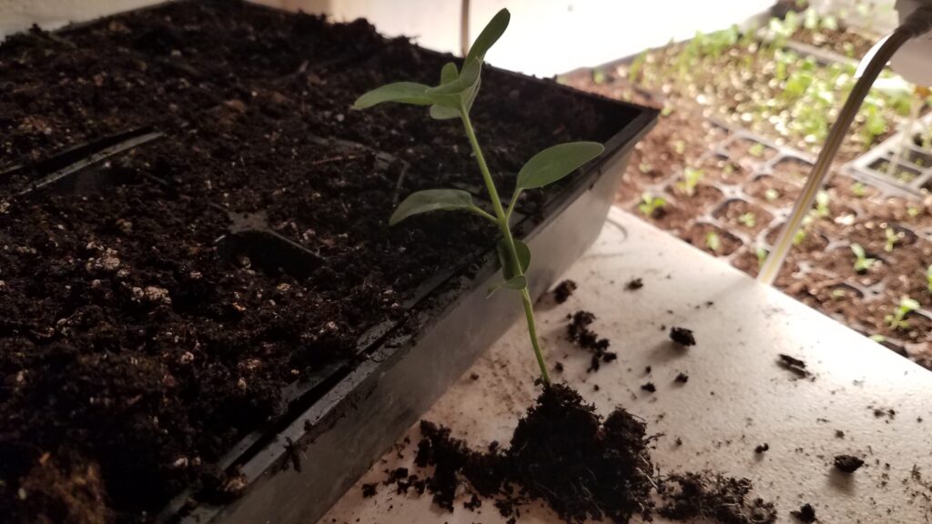 Potting Up Snapdragons and Moving to an Unheated Greenhouse
