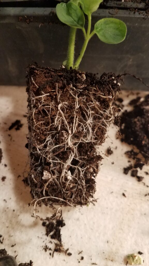 Potting Up Snapdragons and Moving to an Unheated Greenhouse