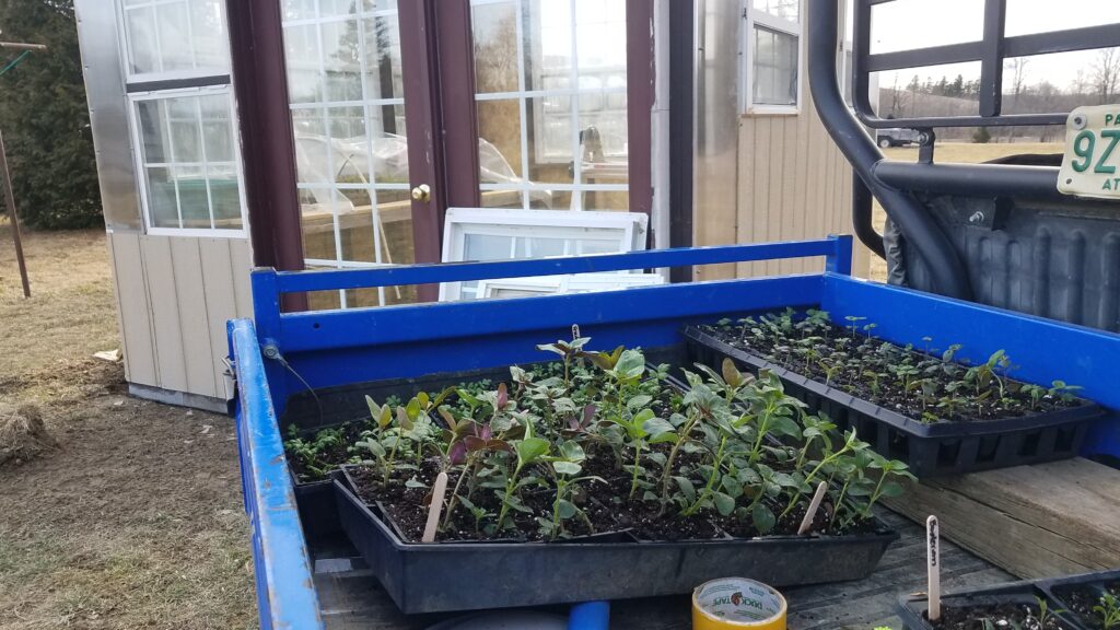 Potting Up Snapdragons and Moving to an Unheated Greenhouse