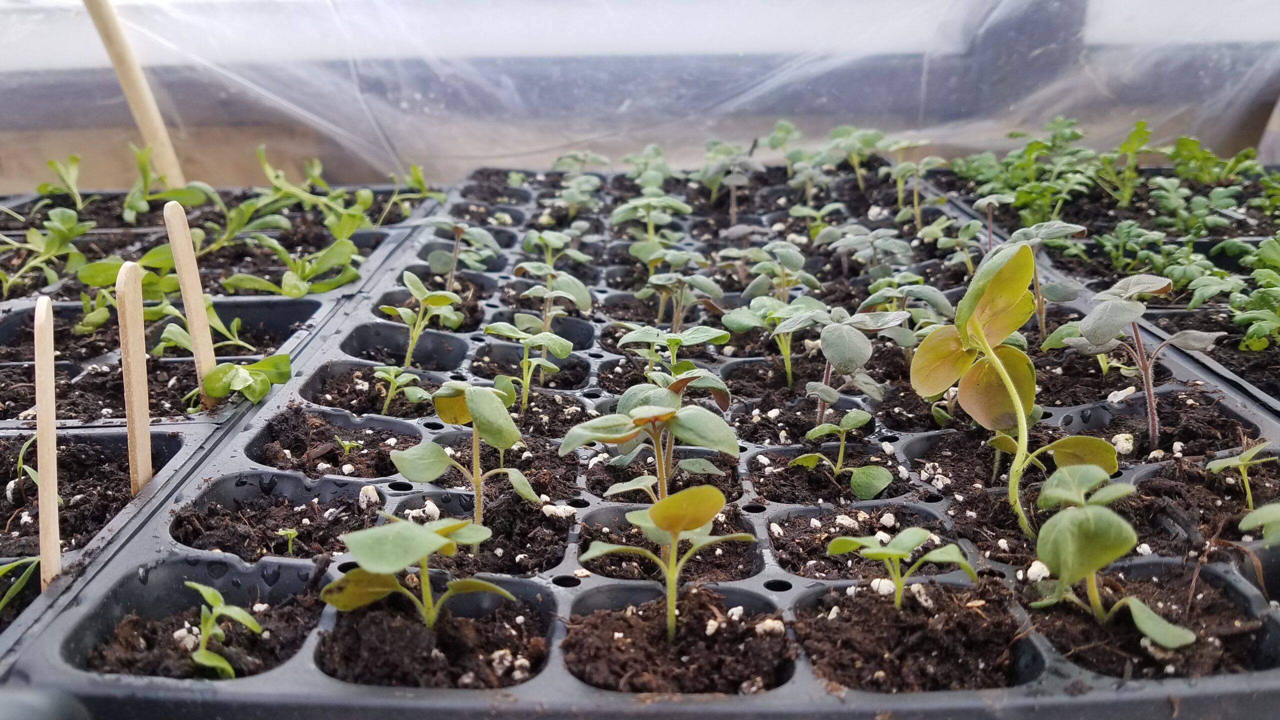 Potting Up Snapdragons and Moving to an Unheated Greenhouse