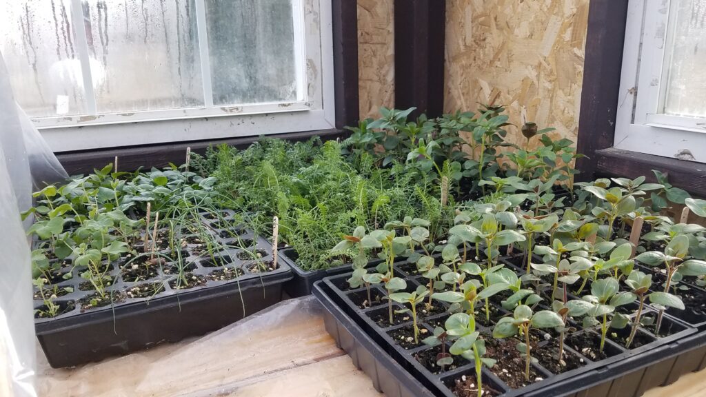 Potting Up Snapdragons and Moving to an Unheated Greenhouse