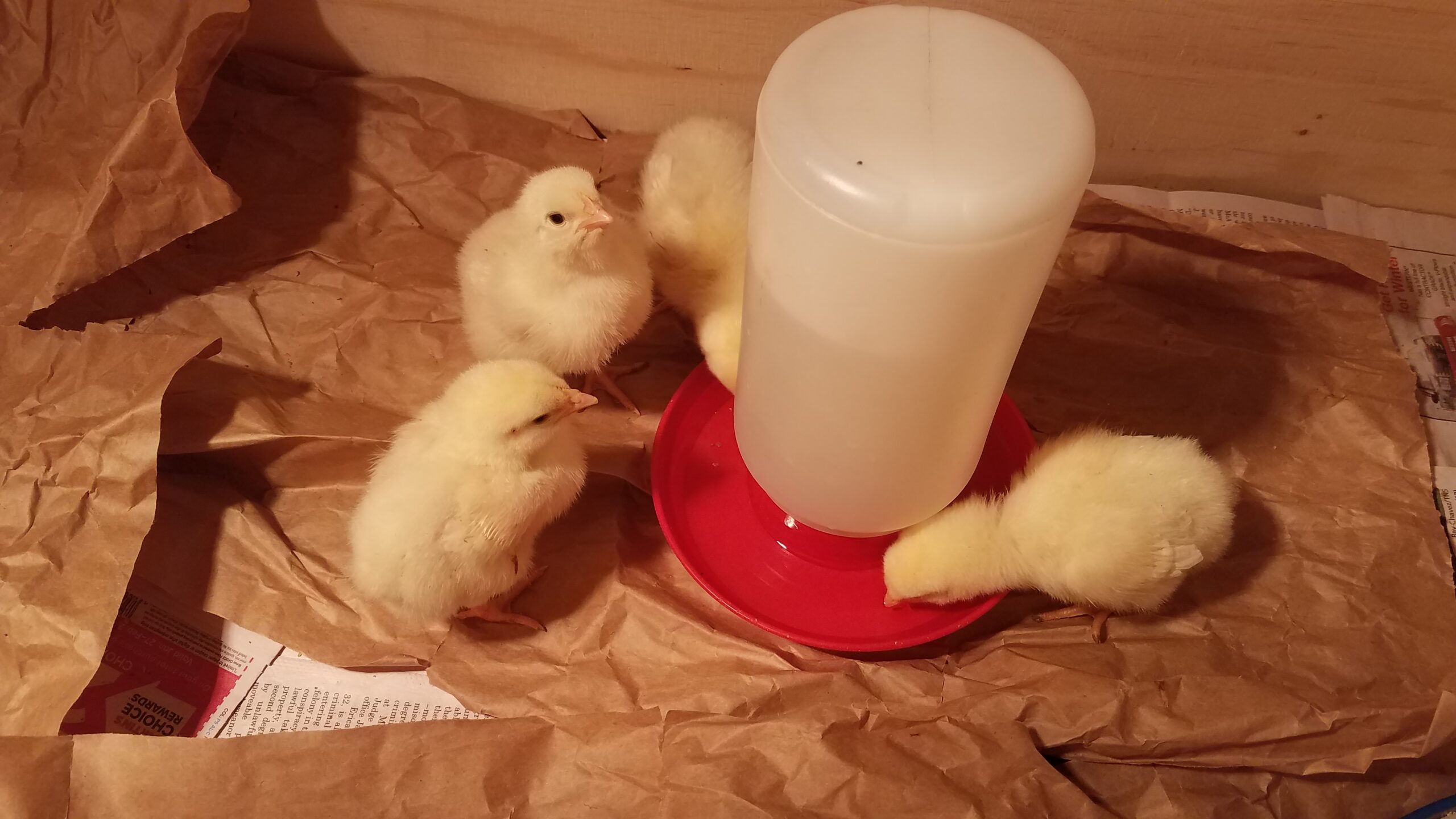 What To Do With Baby Chicks Who Have Poop on Butt?