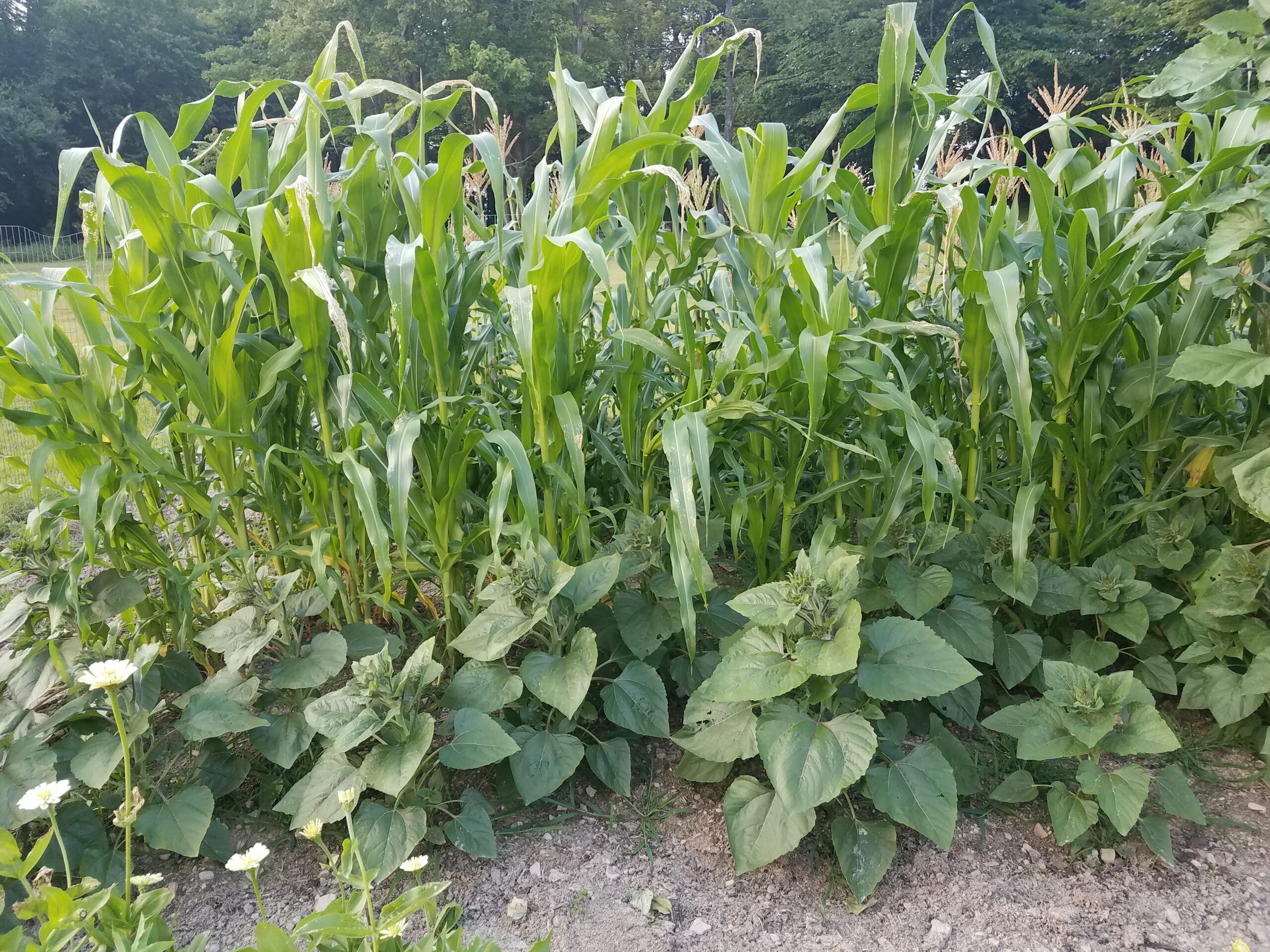 10 More Gardening Fails to Learn From