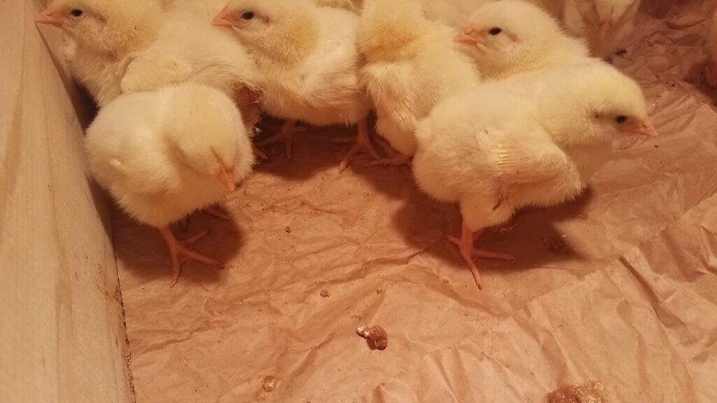 What To Do With Baby Chicks Who Have Poop on Butt?