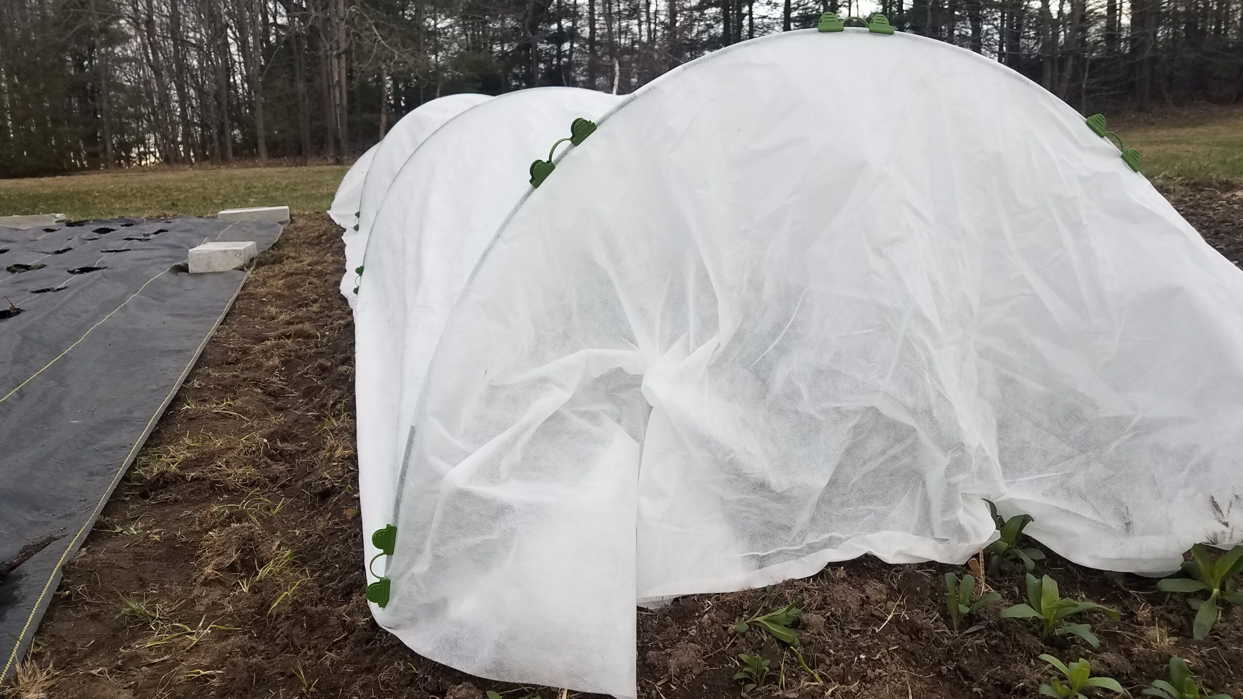 Covering Cool Flowers for Hardy Frosts