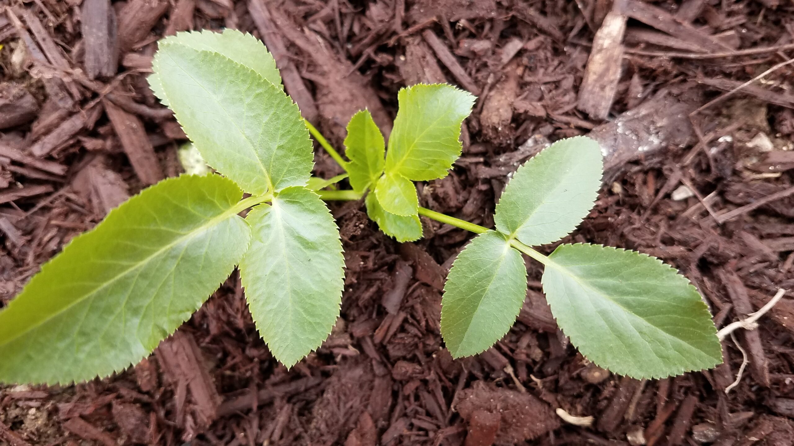 How to Plant Cool Flowers with Mulch
