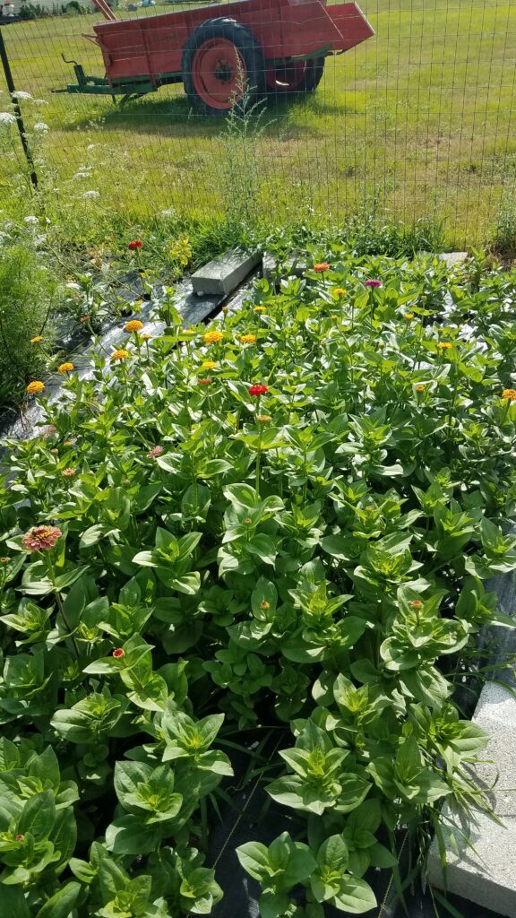 How to Plant Zinnias in Landscape Fabric A Farmette in Bloom