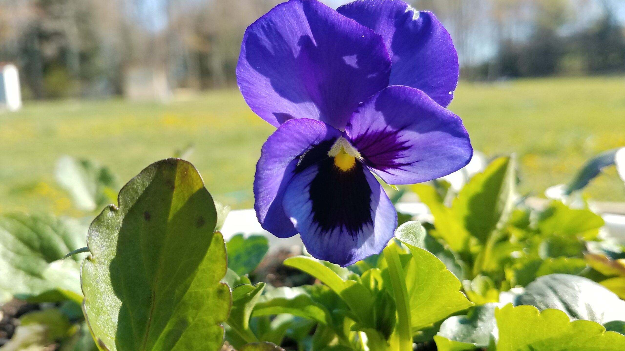 Growing Pansies in Containers