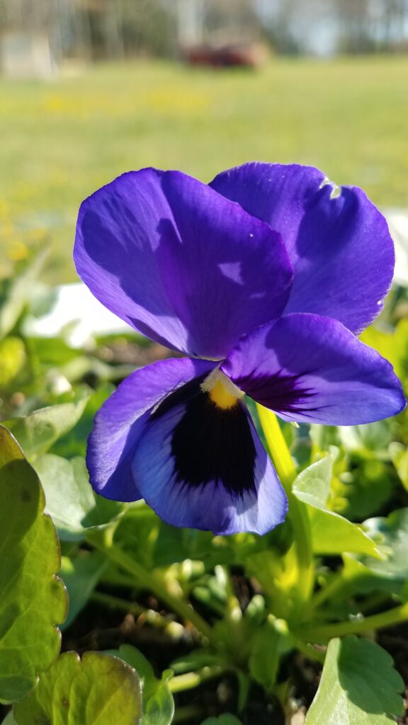 Growing Pansies in Containers A Farmette in Bloom