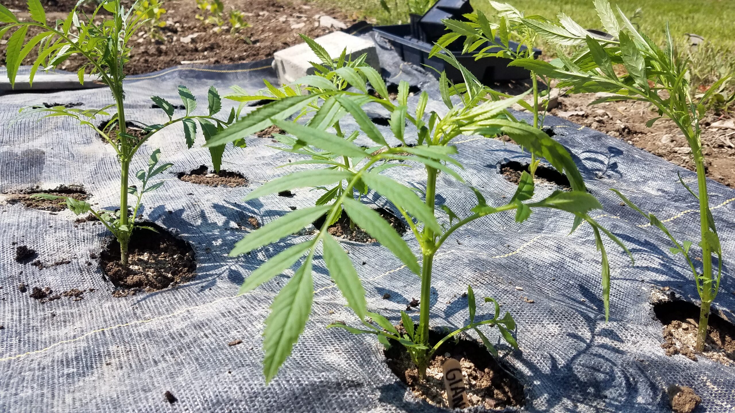 How to Plant Cut Flowers in Landscape Fabric