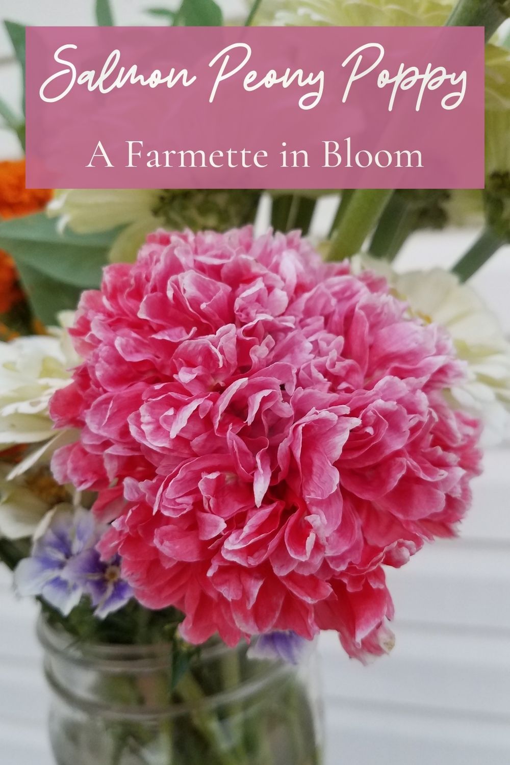 Salmon Peony Poppy
