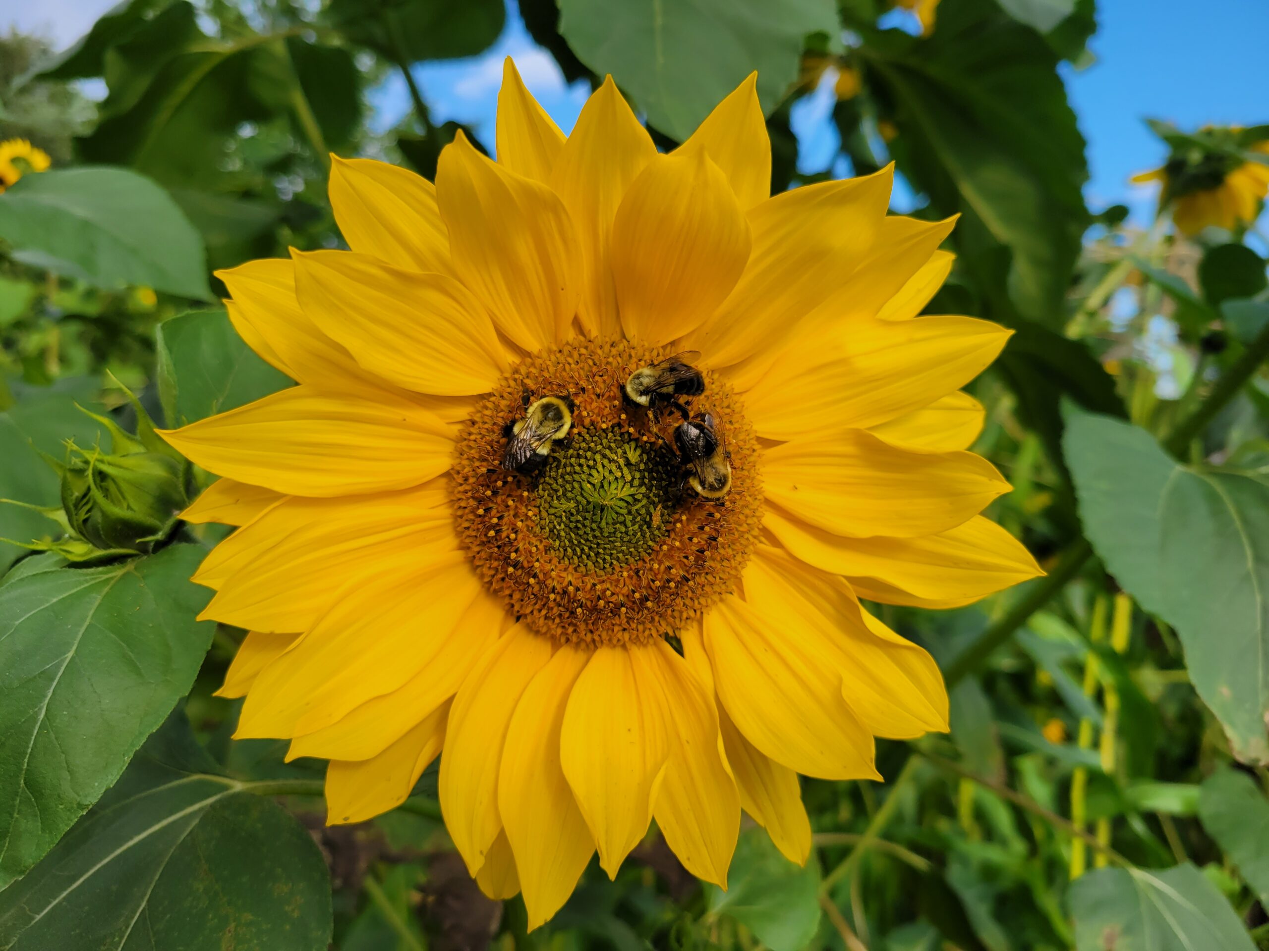 Yellow Cut Flowers for August