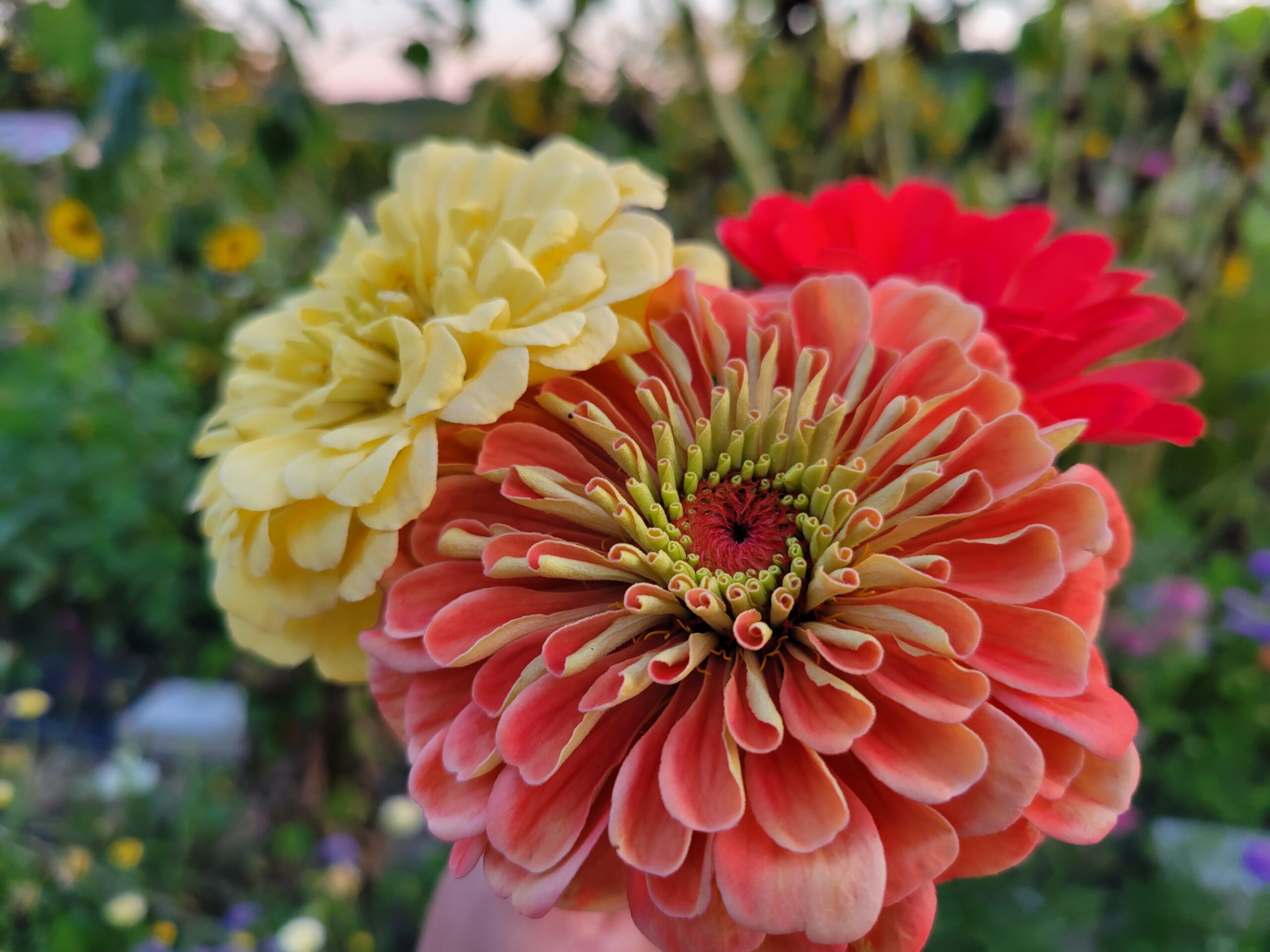 Zinnias