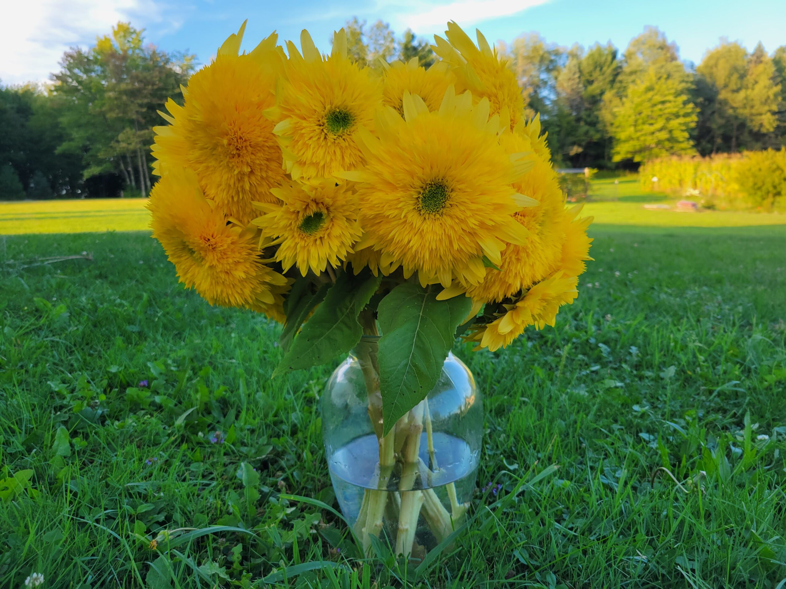 Lemonade Sunflower Bouquet