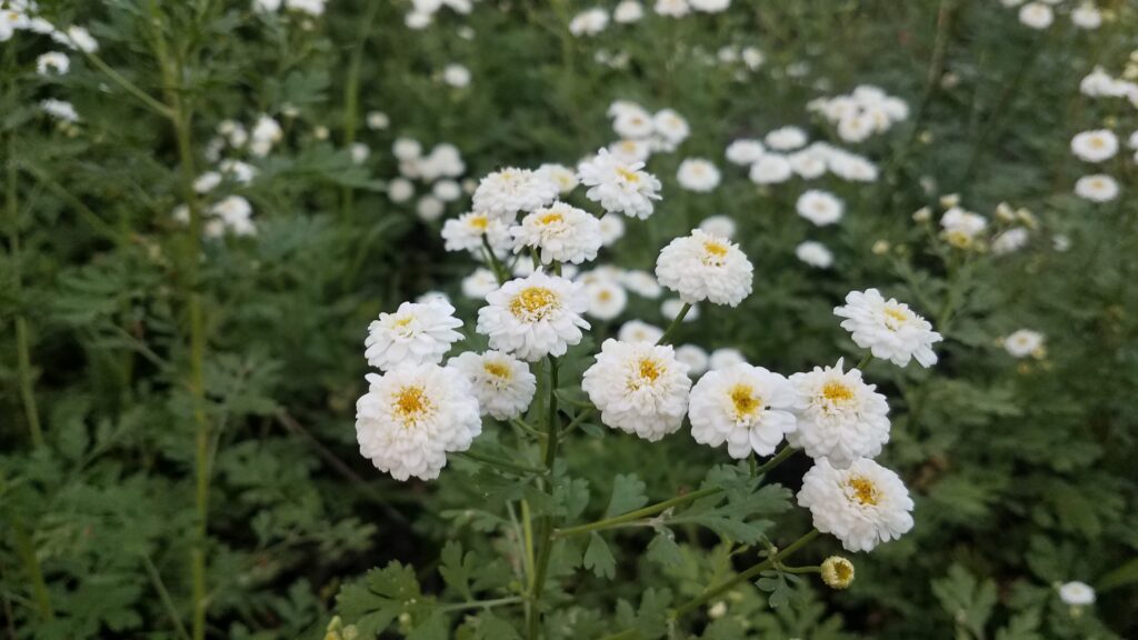 How to Start Feverfew Seeds: Growing Feverfew from Seed - A Farmette in ...