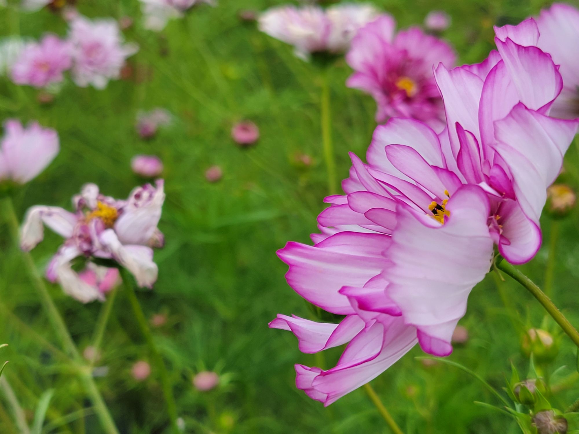 Early September Flowers and Events: Week of August 30, 2026