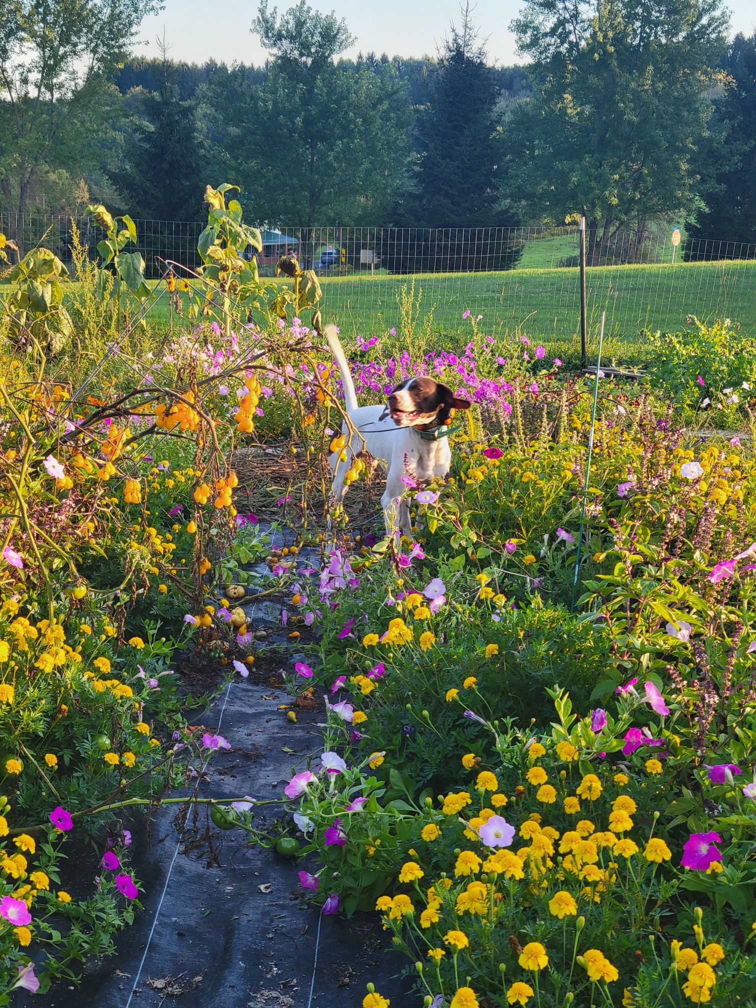Posies and Woofers: Week of September 13, 2026