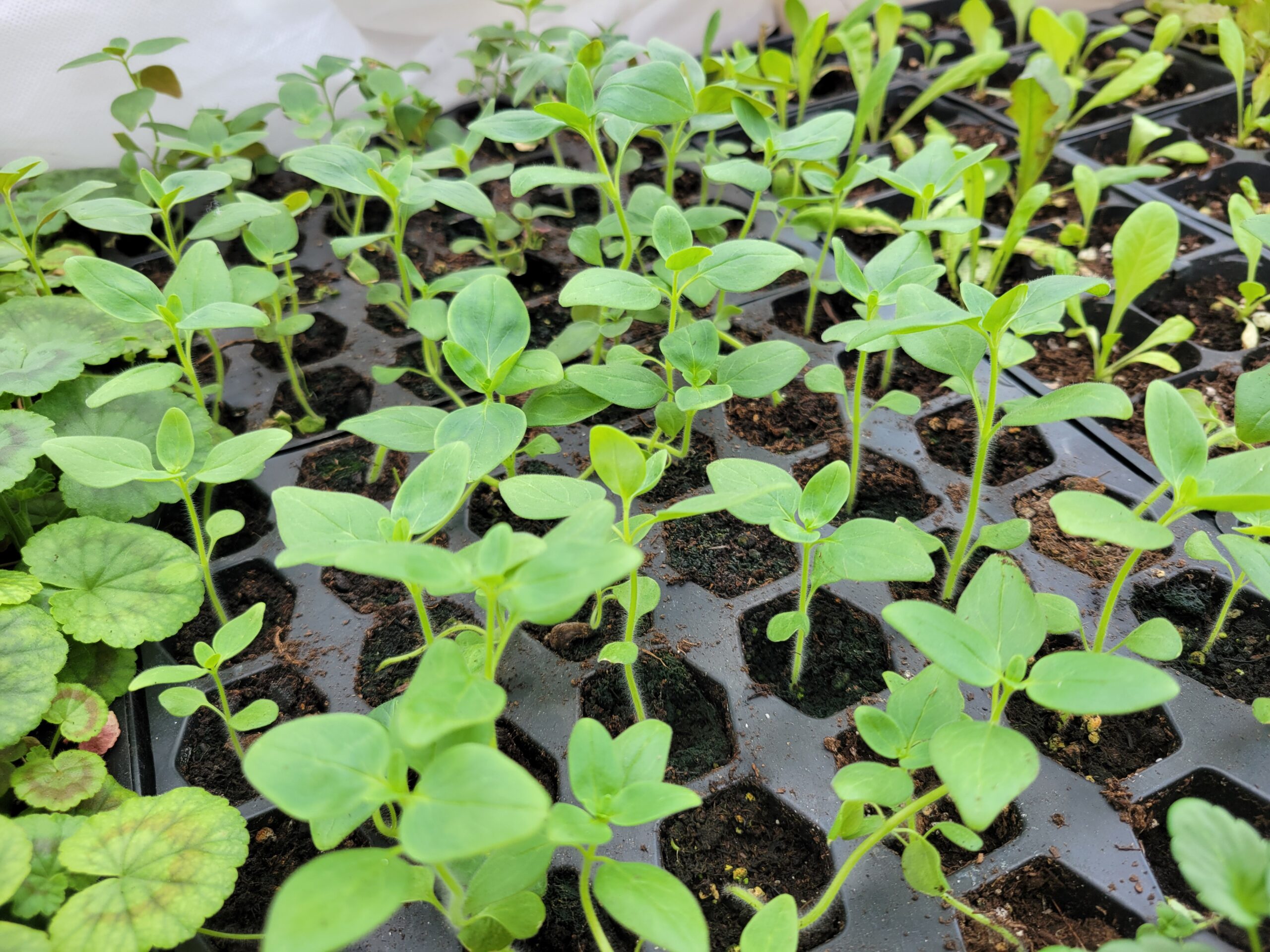 How to Start Cut Flowers from Seed