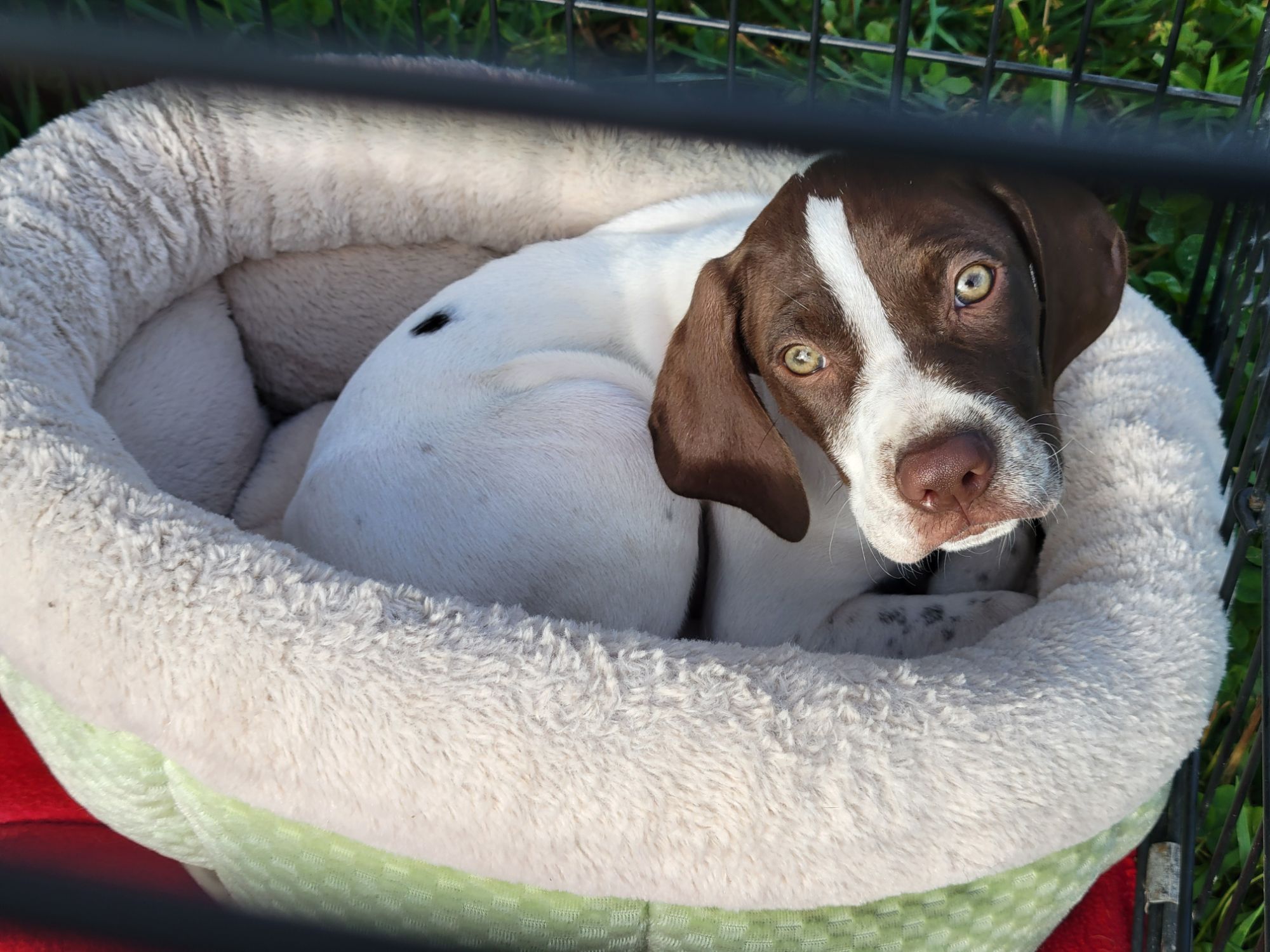 Rudy the Redneck Bird Dog: Week of September 27, 2026