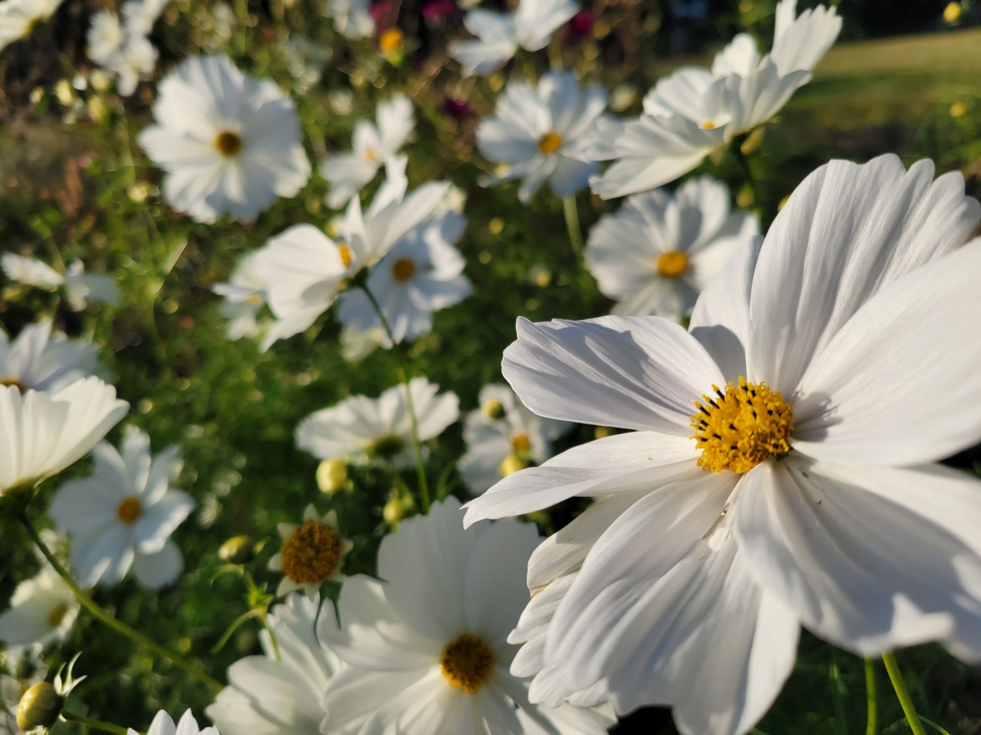 How to Grow Cosmos from Seed