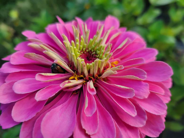 How to Grow Cut Flowers